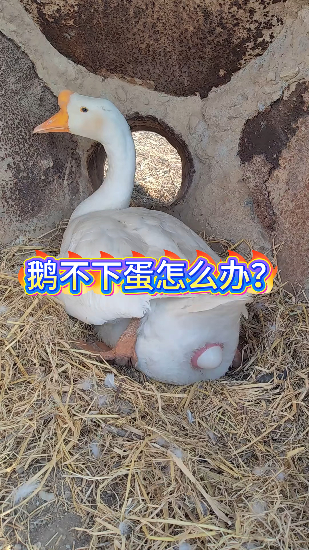鹅不下蛋怎么办?