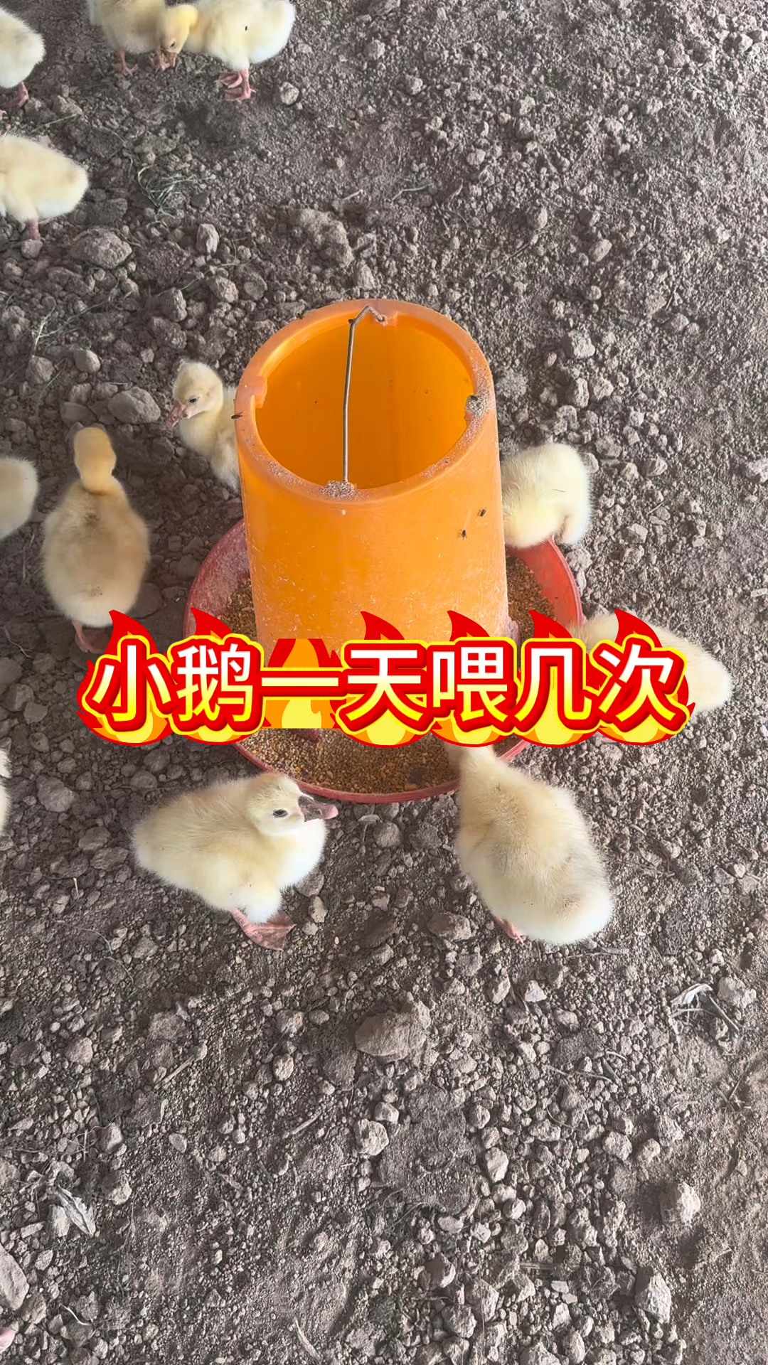 小鹅一天喂几次呢