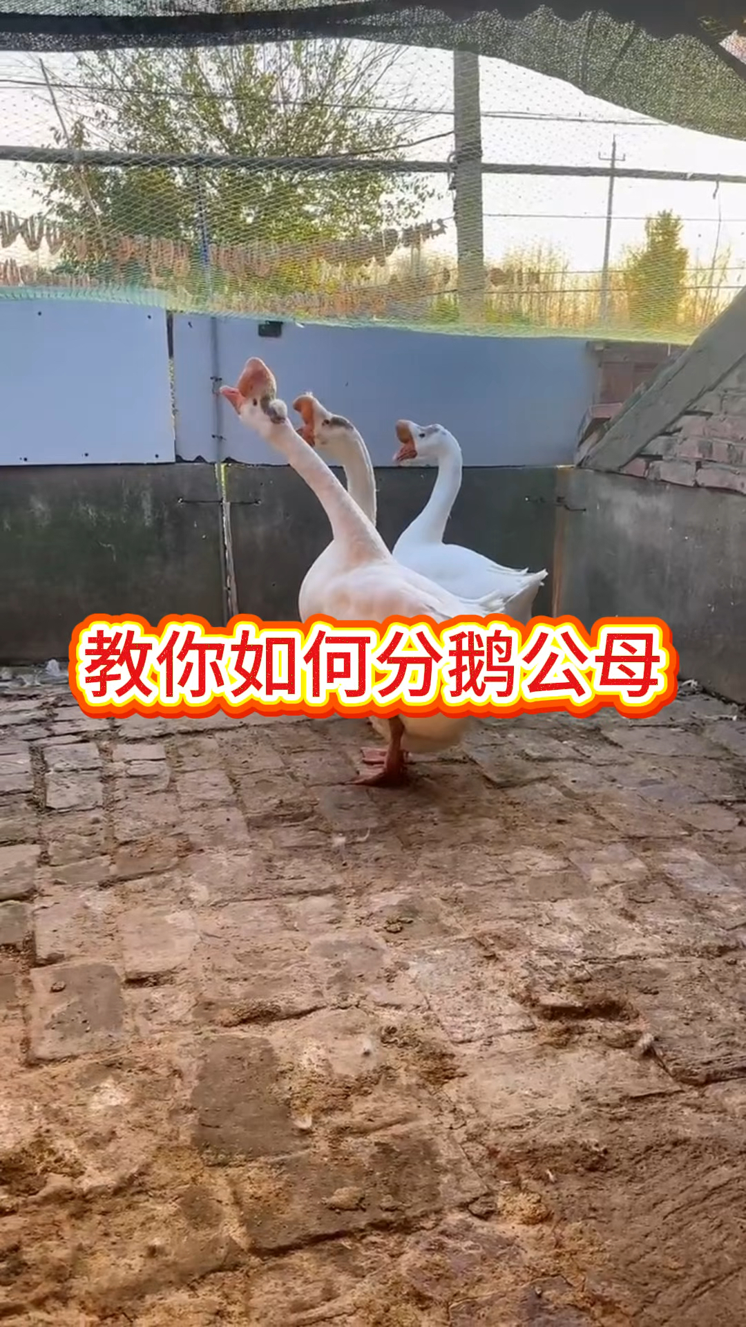 教你如何分公鹅母鹅