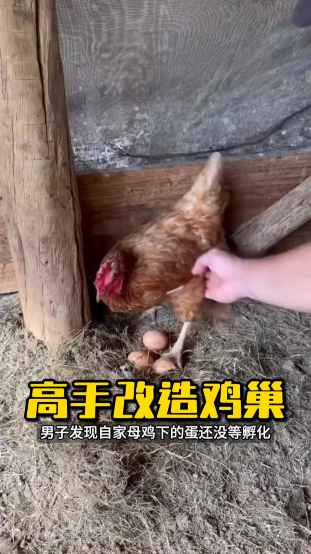 男子用废旧油桶改两层母鸡窝，鸡能爬还能安心下蛋