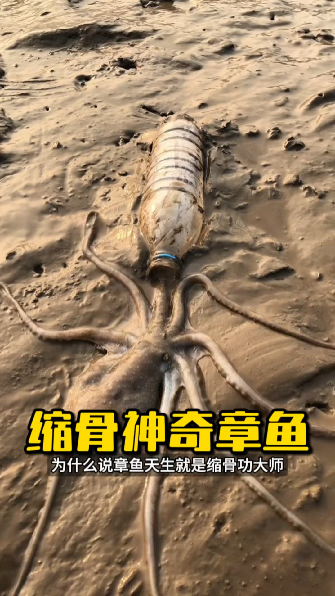 这只章鱼竟能钻进比自己还小的瓶子 #章鱼 #八爪鱼