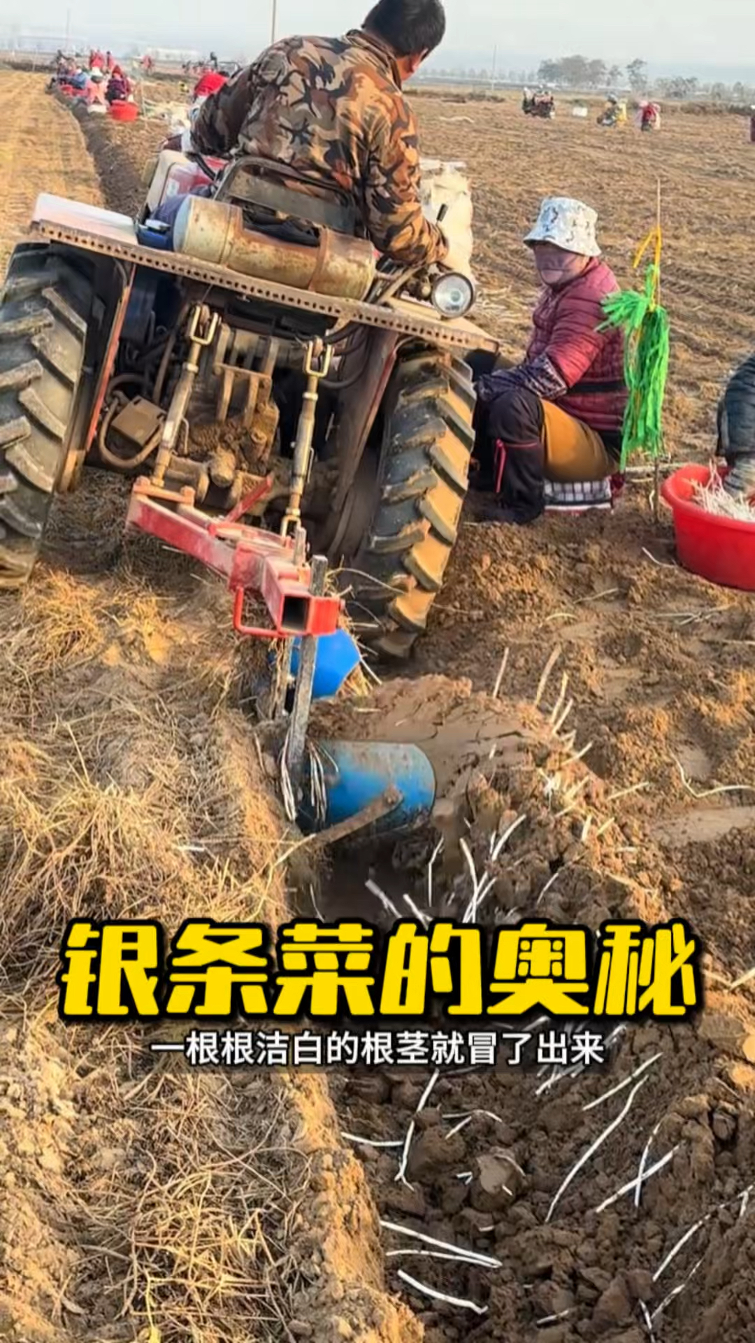 外形酷似折耳根的银条菜