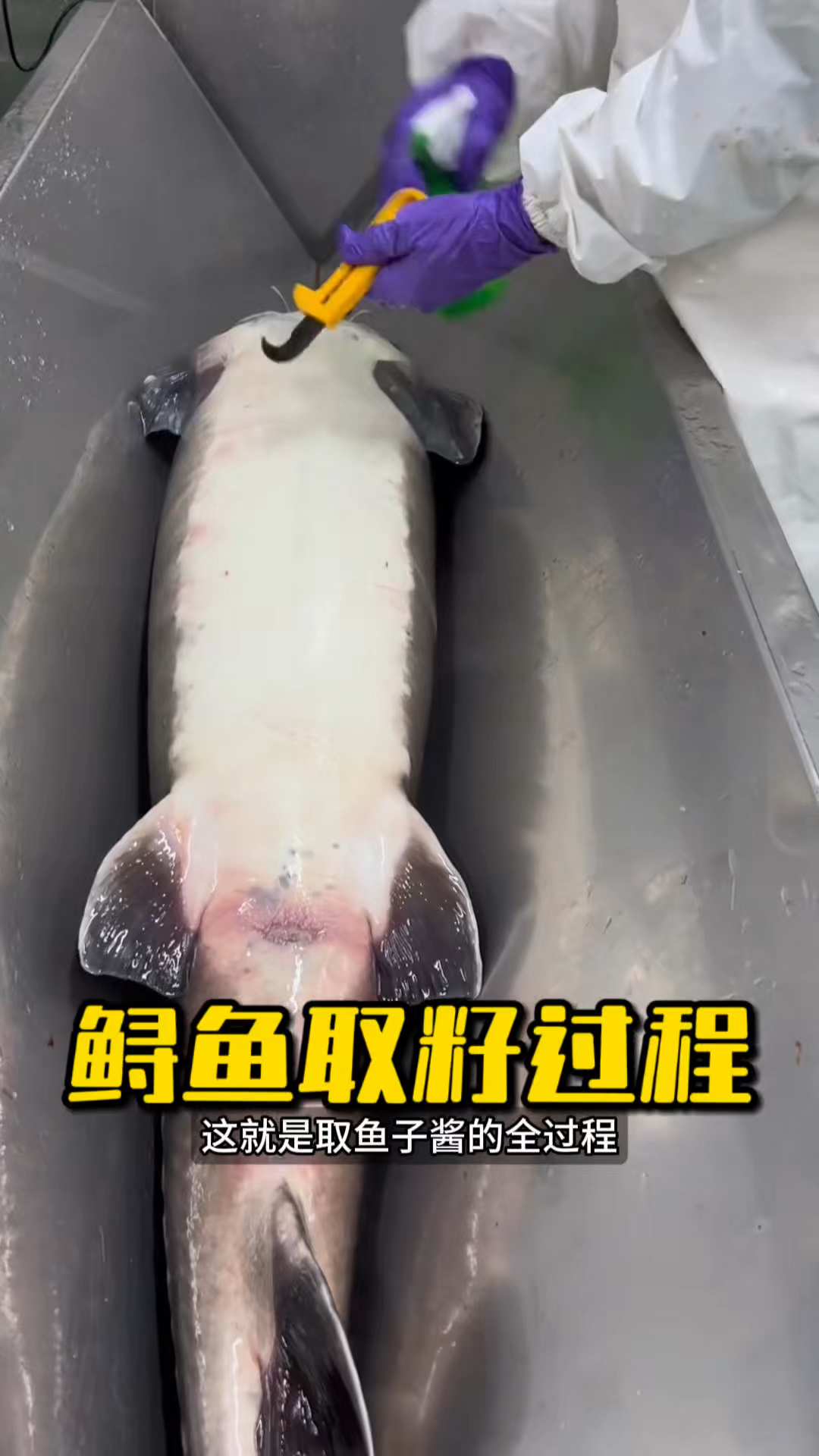 原来橘子酱是这么取的！#鱼子酱