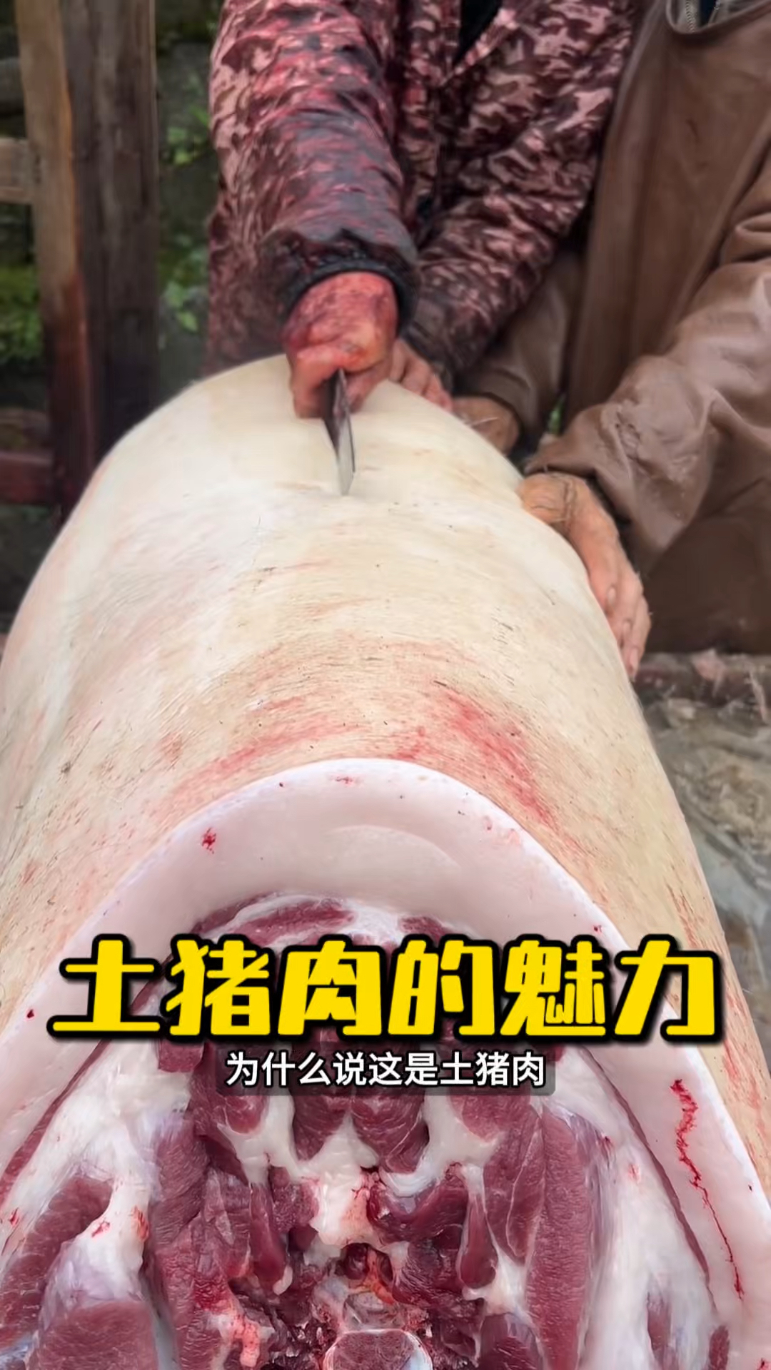 这样的土猪肉你见过吗?#土猪肉