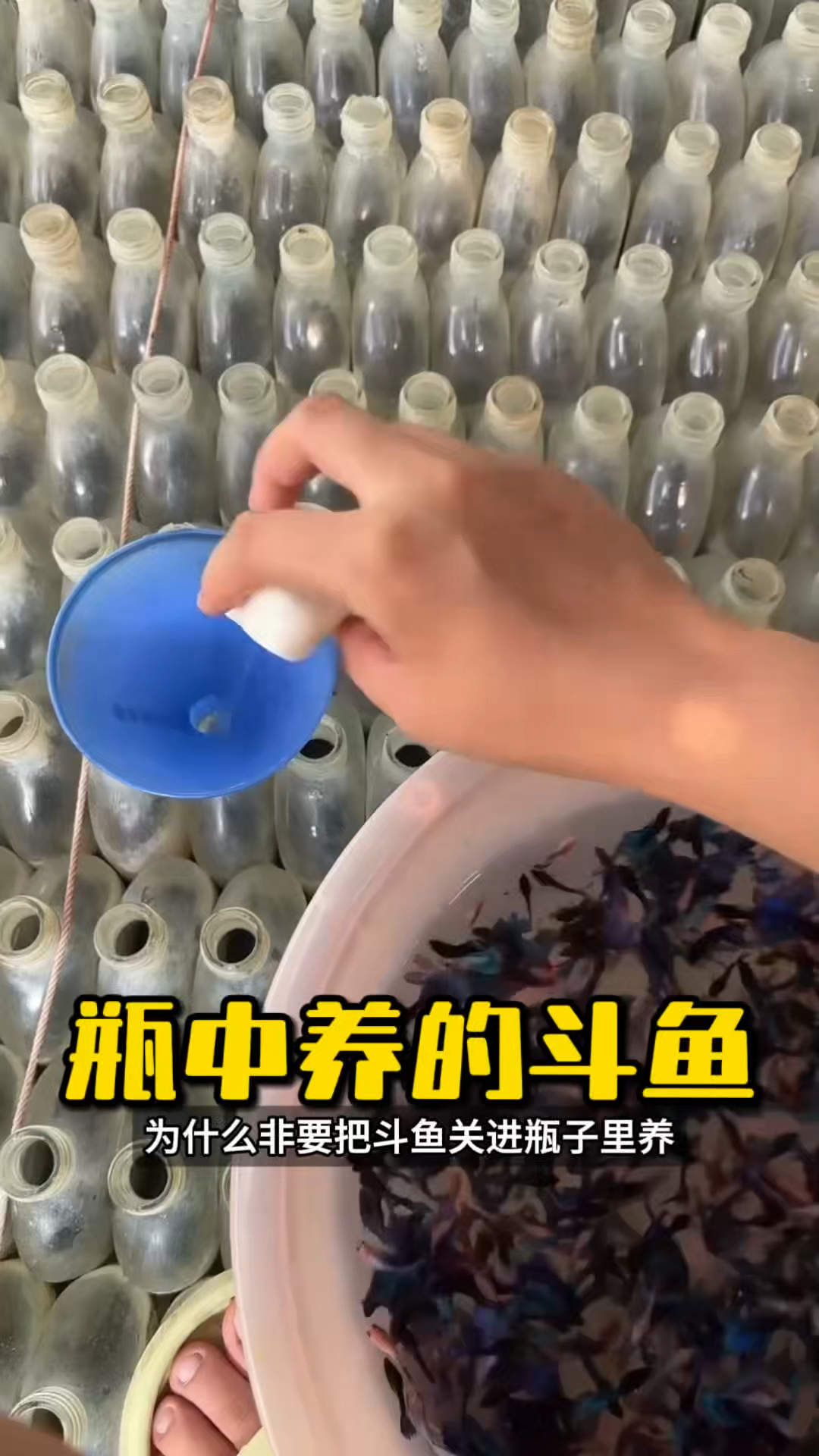 为什么斗鱼必须一条一瓶? #斗鱼