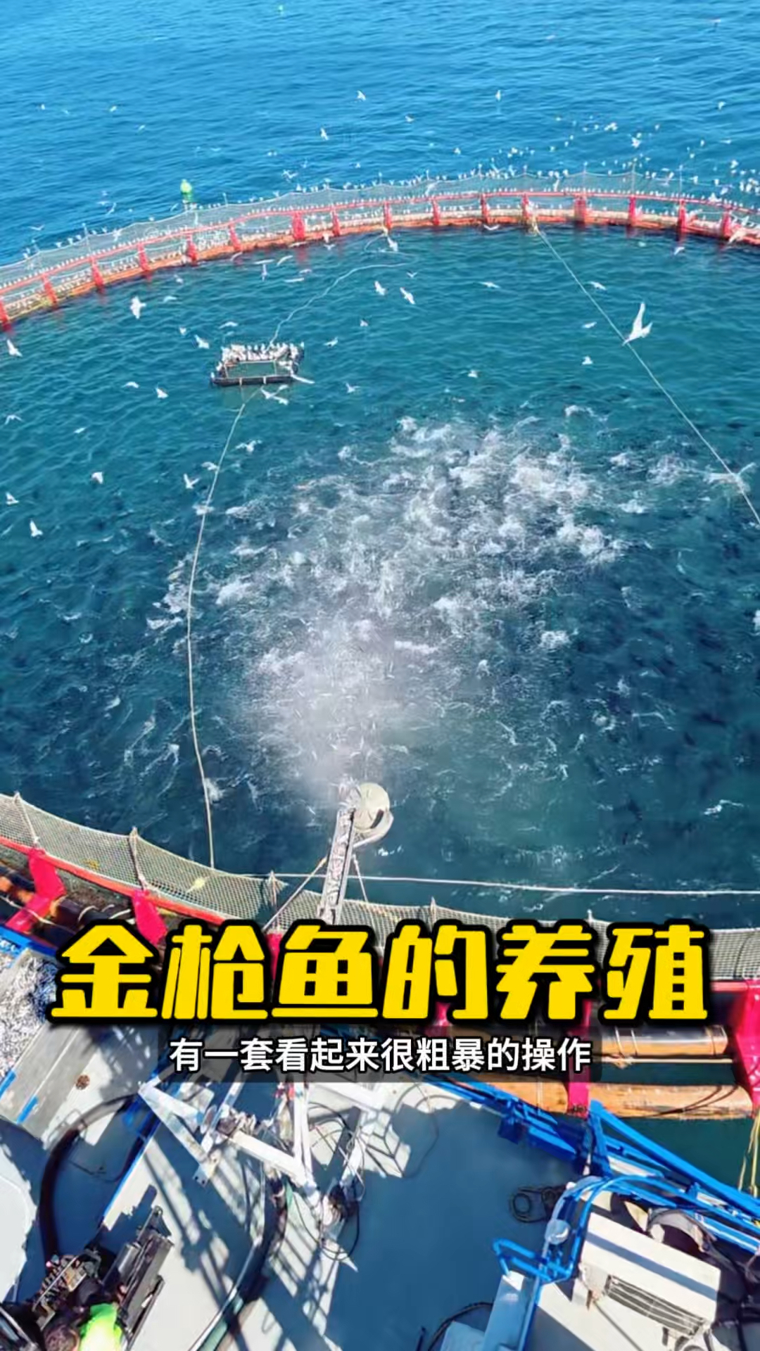 原来高端金枪鱼刺身,都是这样喂出来的! #金枪鱼 #蓝鳍金枪鱼