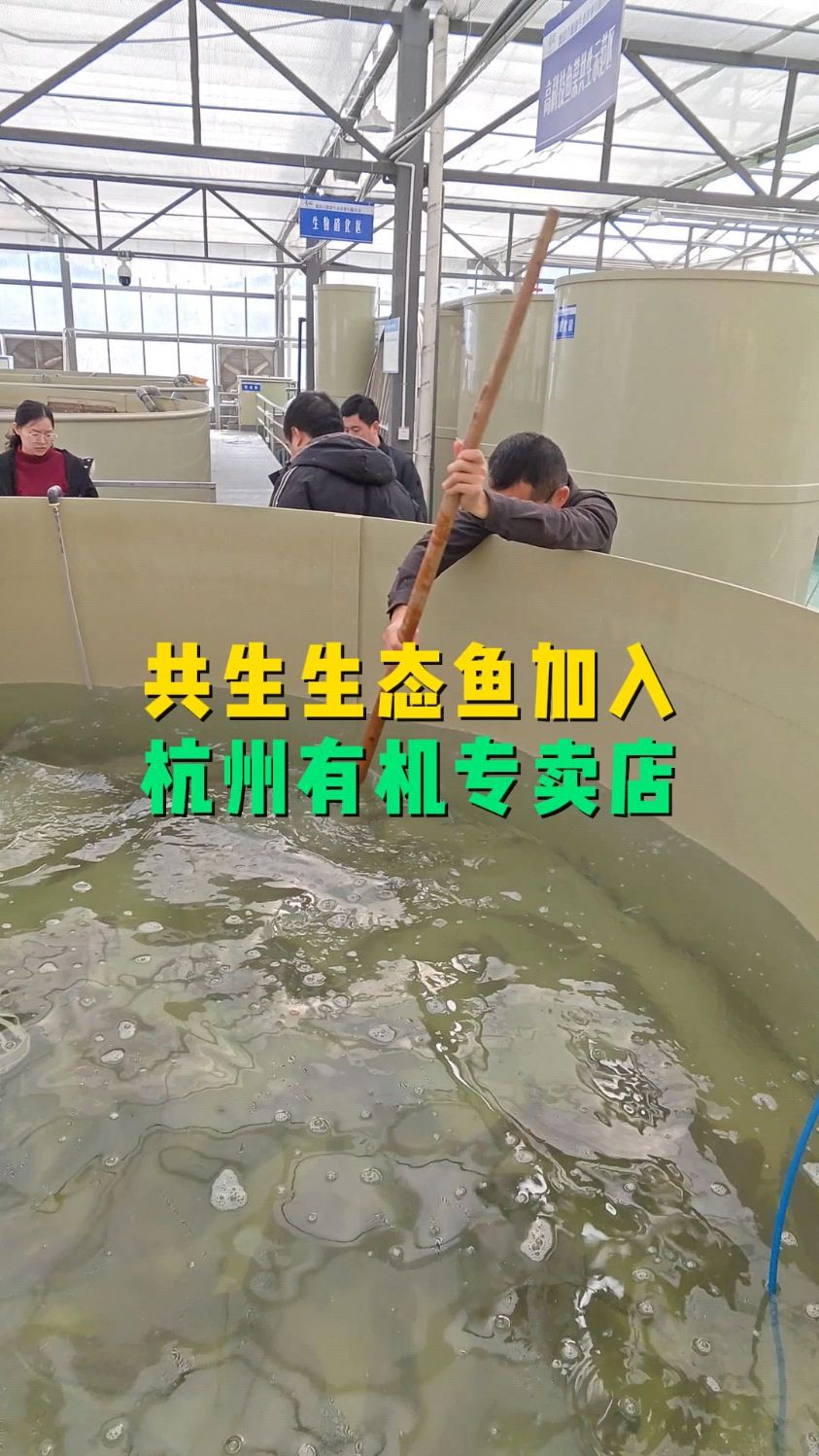 鱼菜共生循环水养殖无抗清水鱼