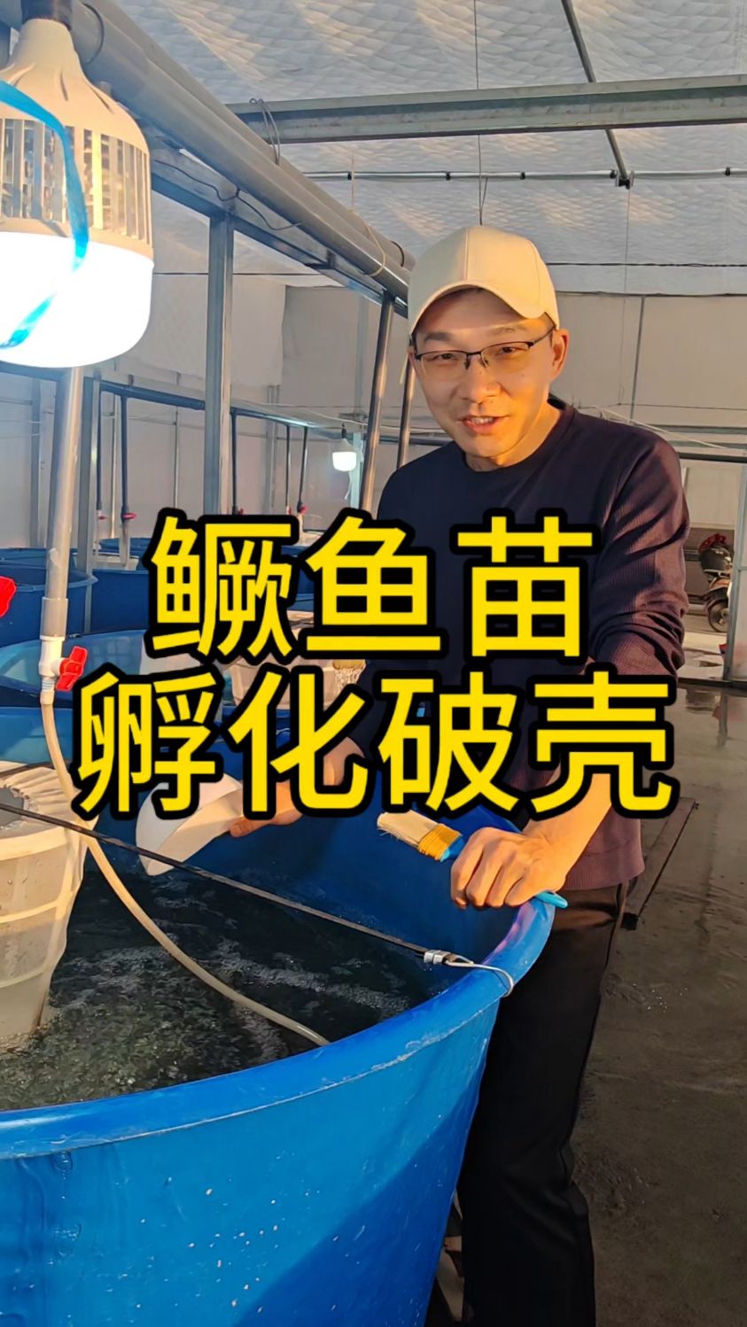 农民专家鱼菜高分享鳜鱼苗孵化