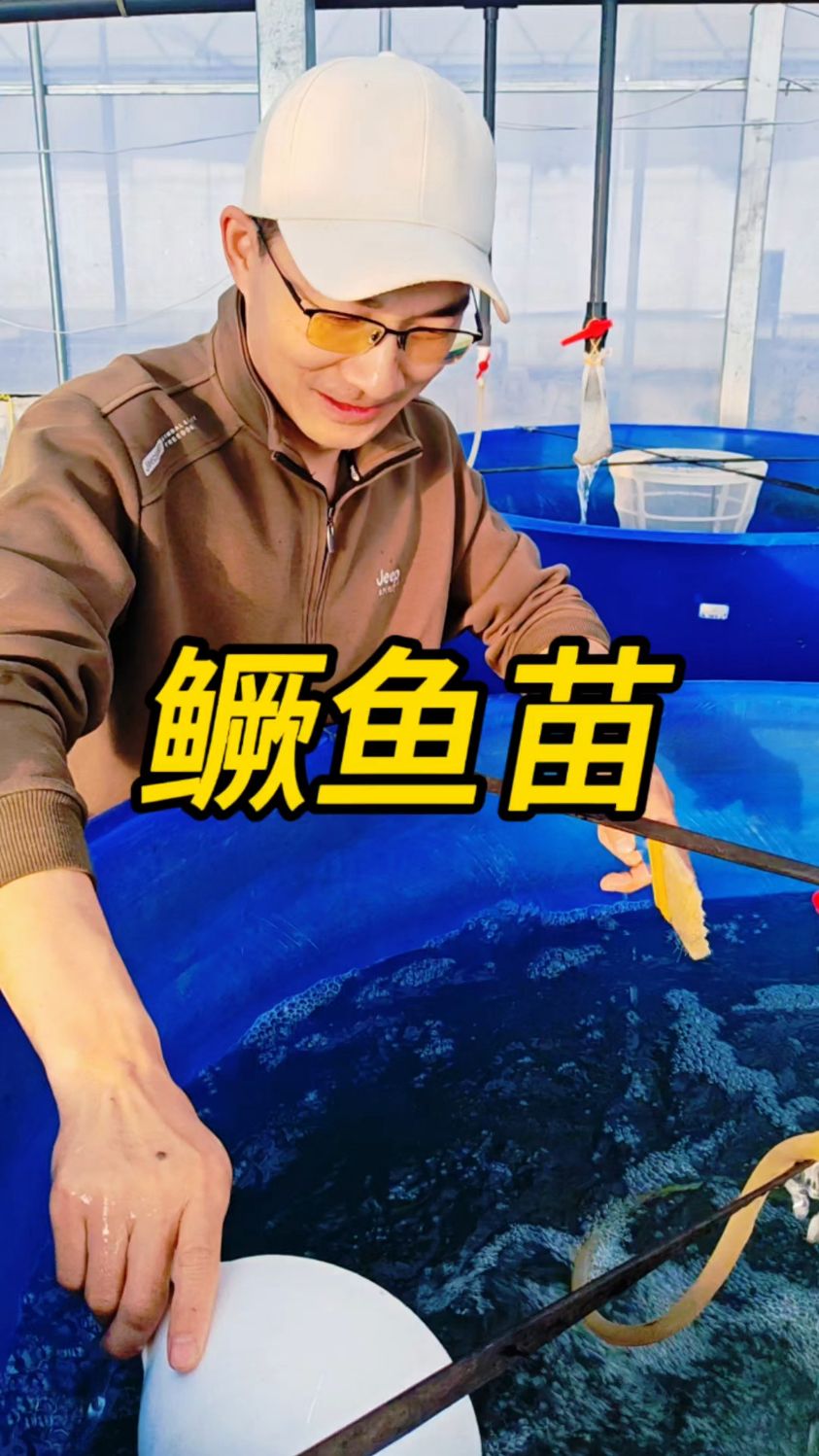 准备了可口的小饵料鱼苗,鳜鱼苗开始自主进食了#鳜鱼苗 #鱼苗孵化