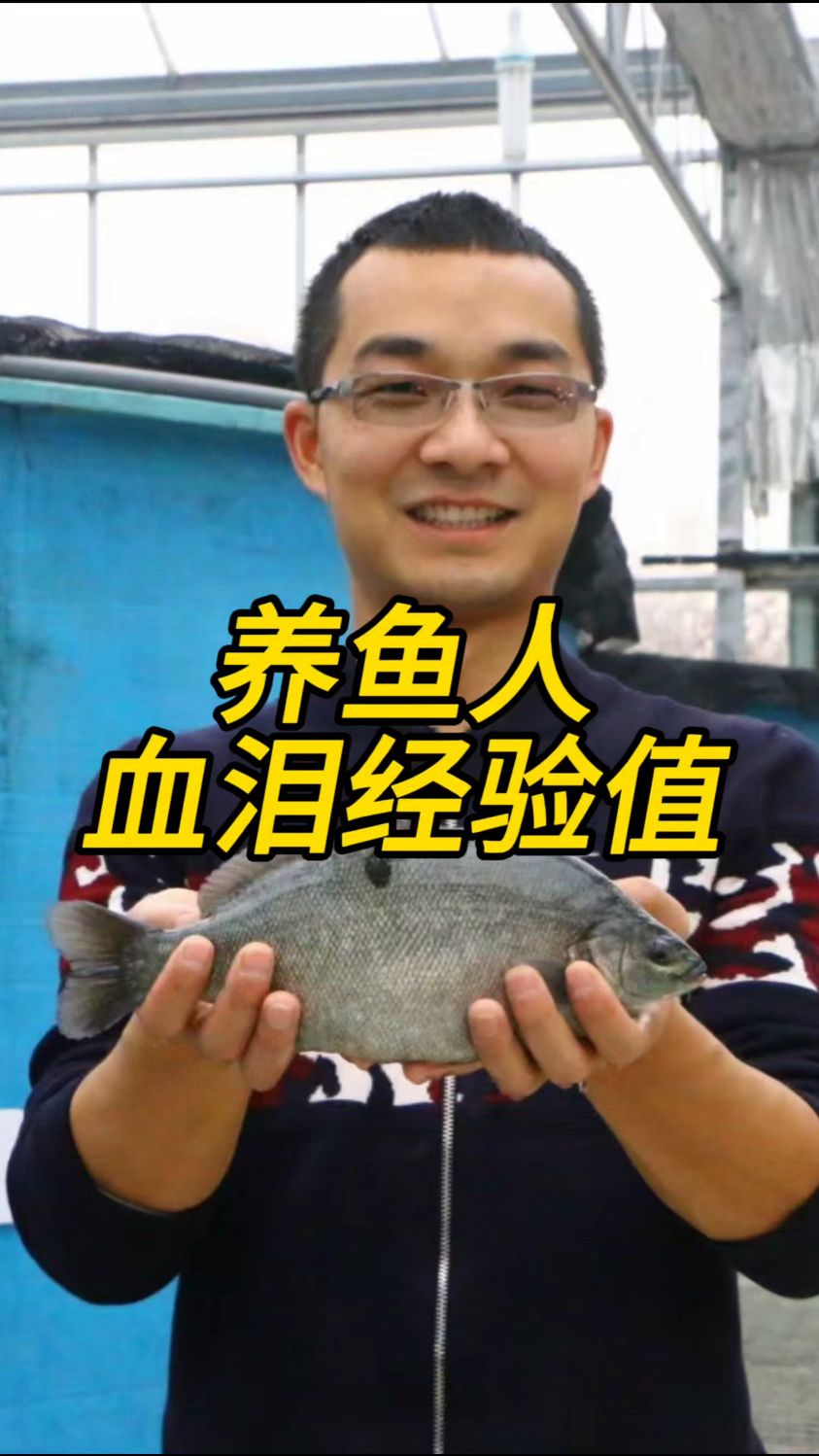 水产人血泪经验值,论靠谱的水产养殖品种,还得是加州鲈鱼