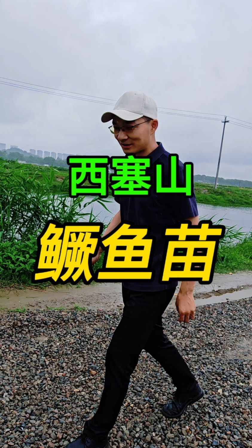 西塞山下的小可爱鳜鱼苗上线啦