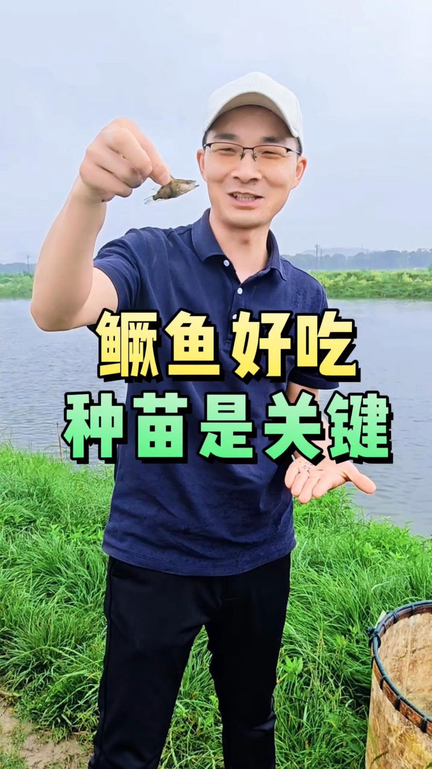 鳜鱼好吃不好养,种苗一直是瓶颈。鱼菜高分享一条好鳜鱼苗诞生记
