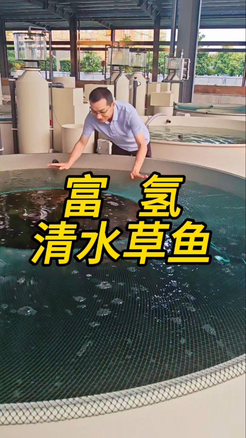好水养好鱼,循环水养殖富氢清水草鱼,体型修长矫健,乌黑油亮