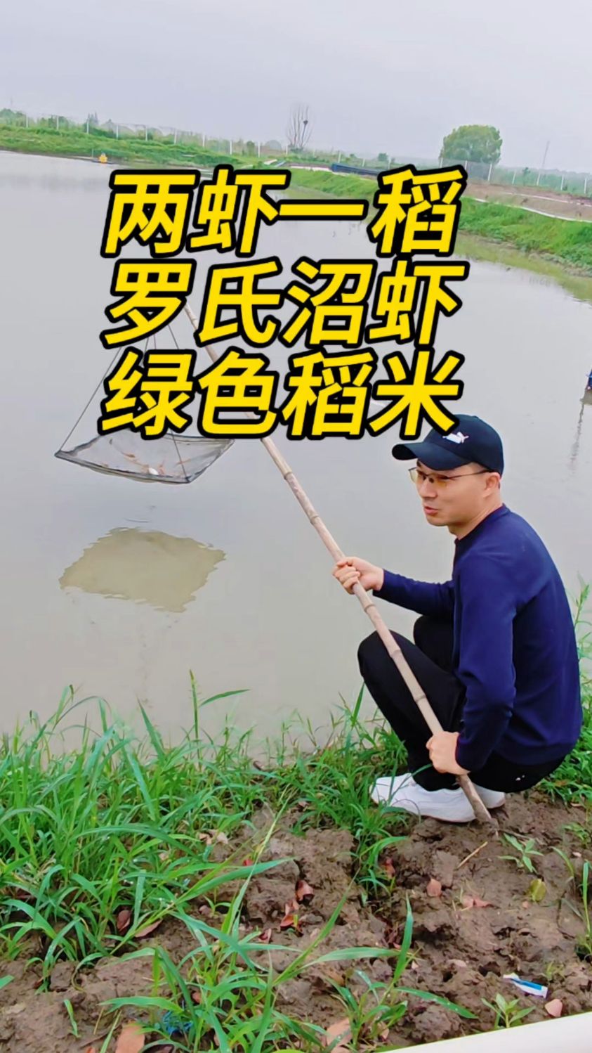 “两虾一稻”生态种养结合,稻虾轮作,稻虾共作,合理安排时间