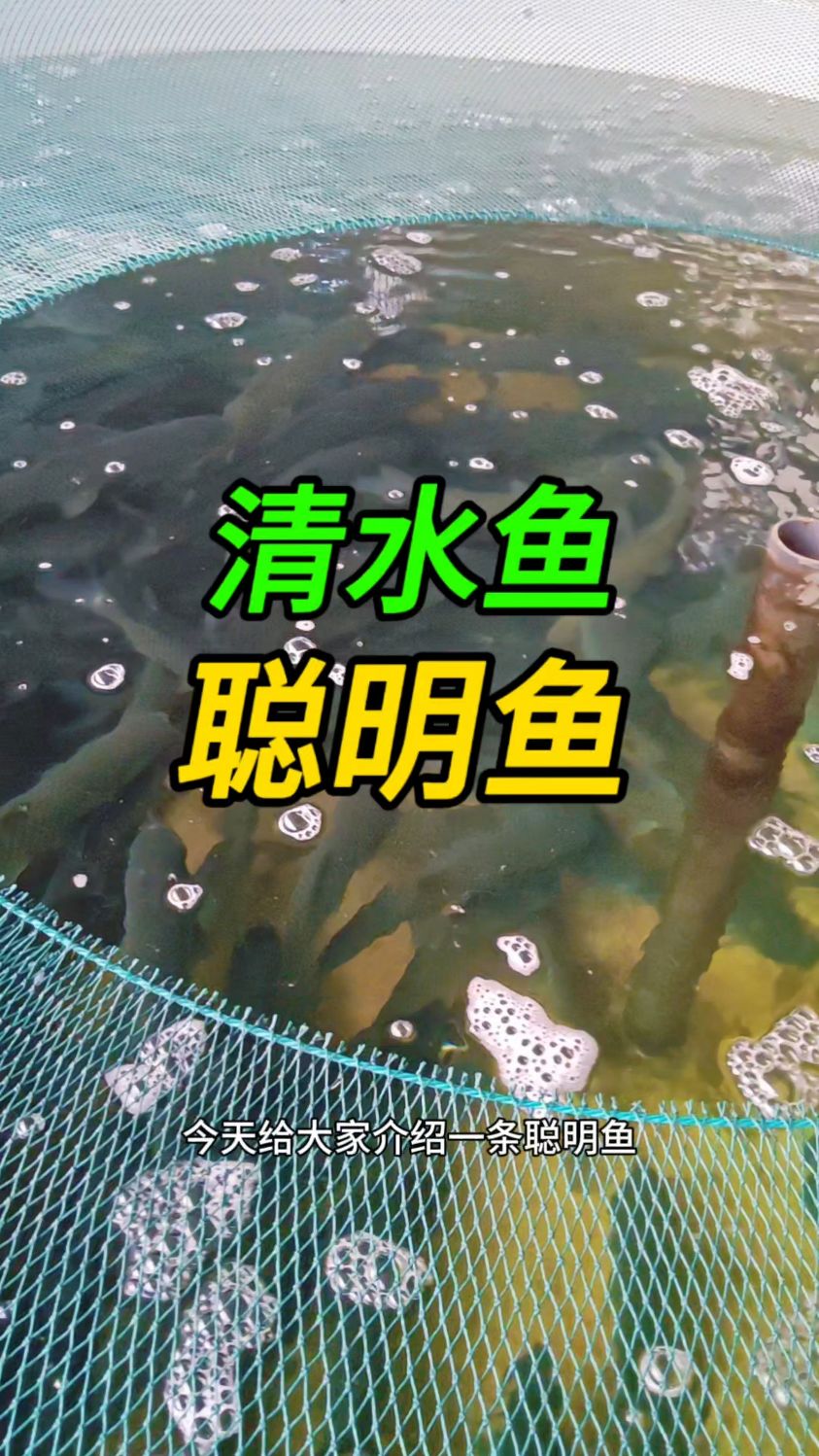 今天给大家介绍一条聪明鱼是如何养成的？工厂化循环水暂养