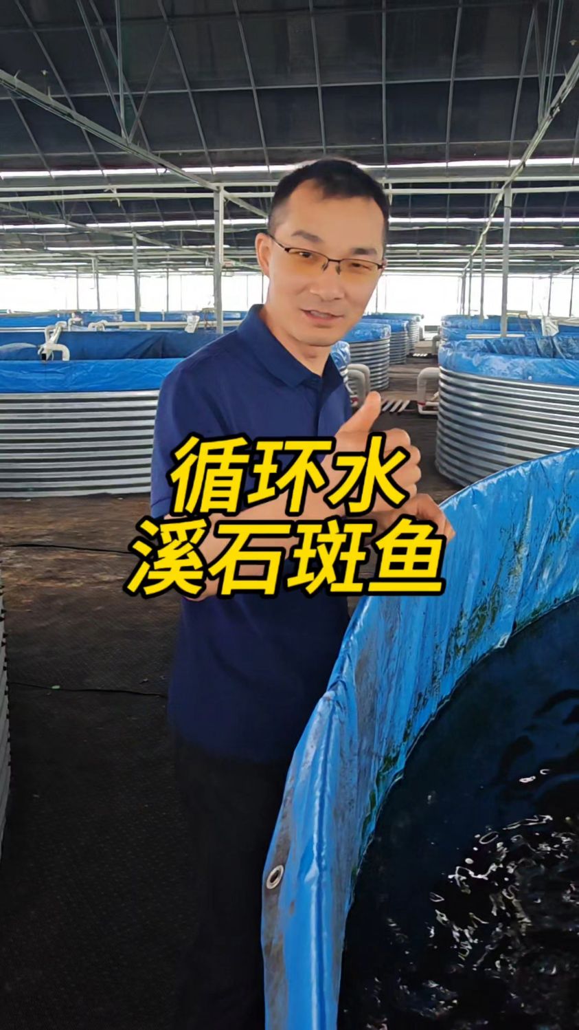 农民专家鱼菜高今天带大家了解循环水养殖溪石斑鱼养殖