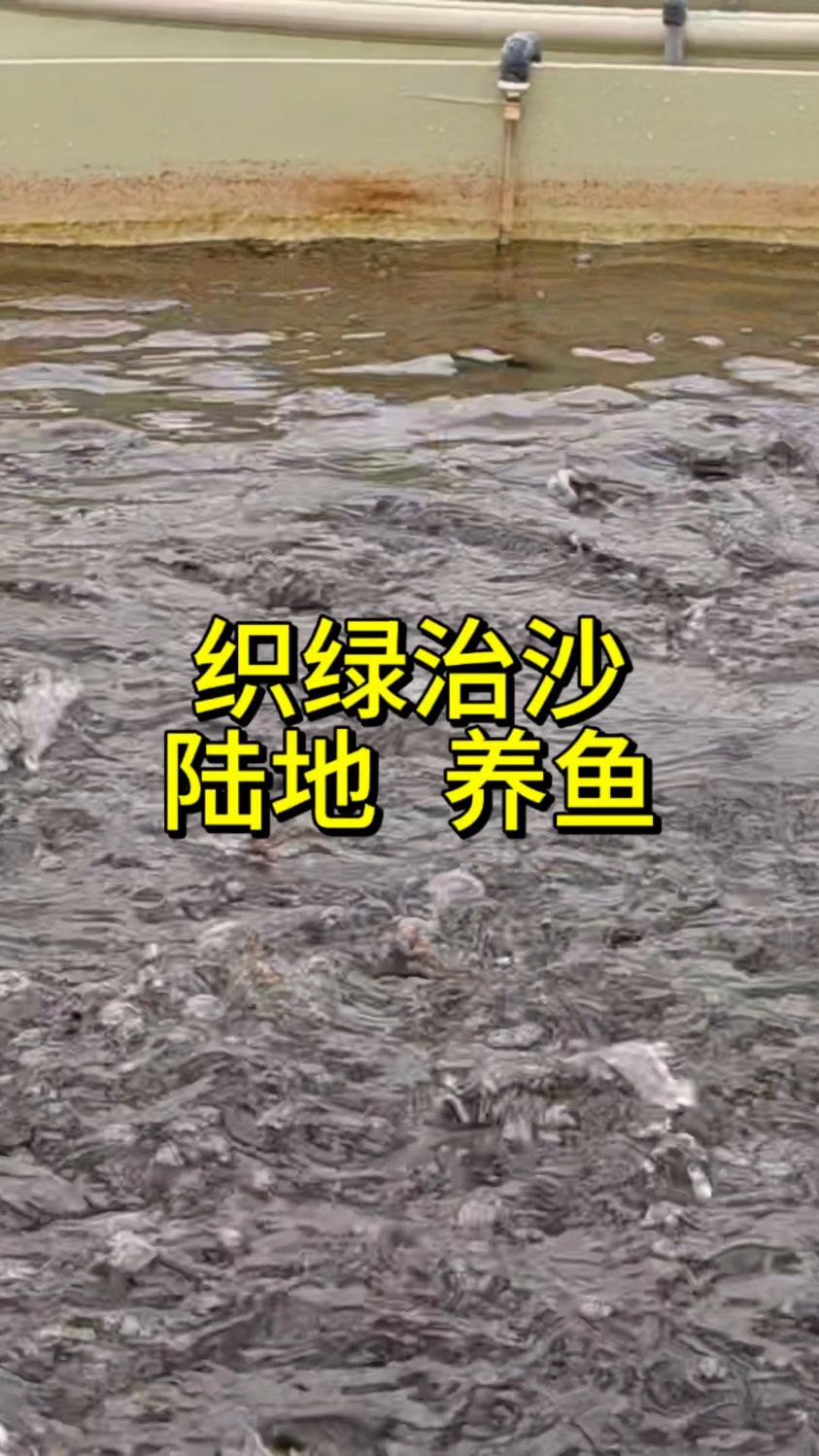 沙漠种草造价,陆地建桶养鱼。新疆塔克拉玛干沙漠也能产海鲜啦