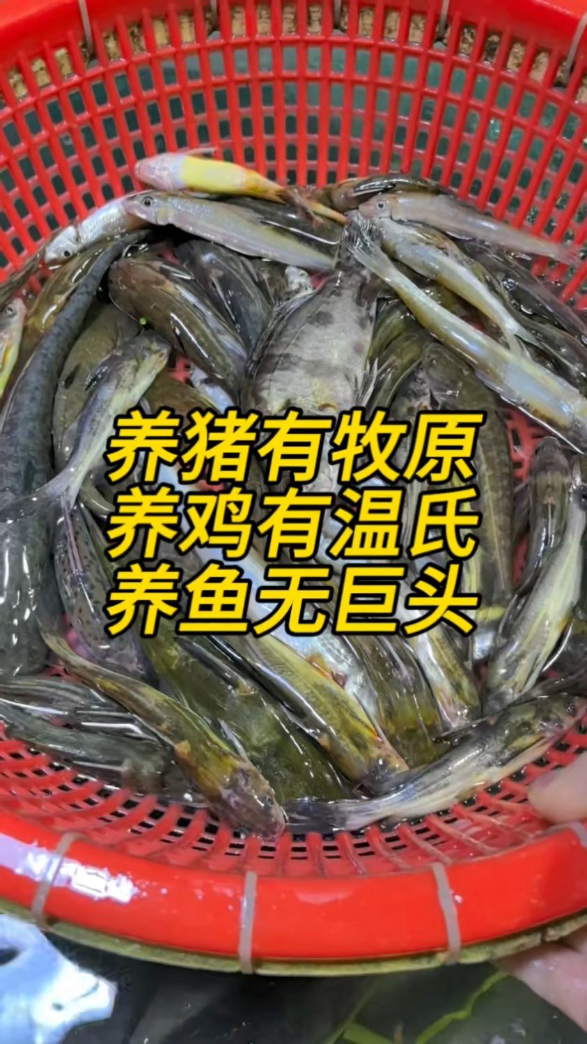为什么水产养殖界没有养猪养鸡的牧原温氏这样亲自下场的巨头大户
