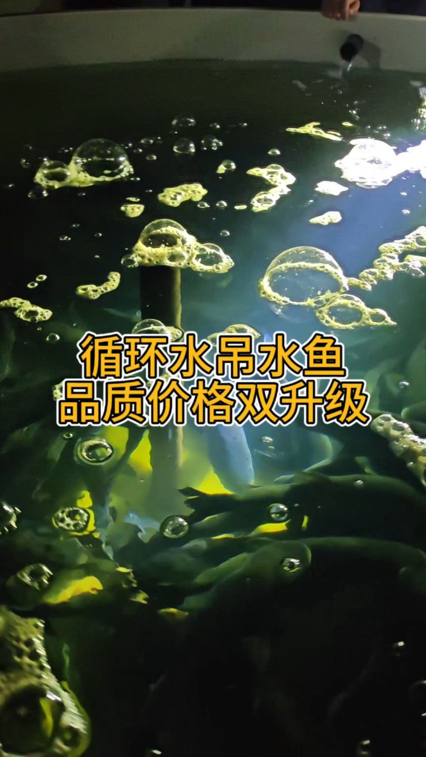 循环水吊水暂养,鱼的品质和价格双升级#循环水养殖#鱼菜高
