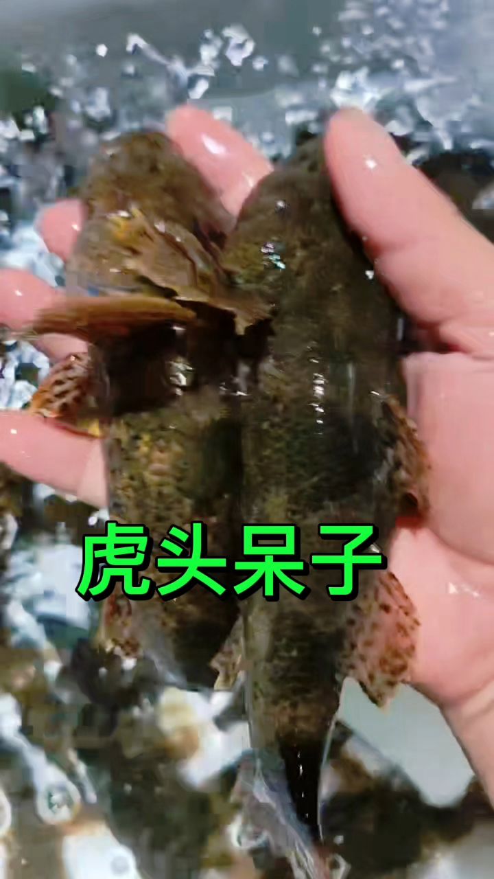 中华沙塘鳢,虎头呆子鱼,小身材确是大美味,价格高达一两百一斤