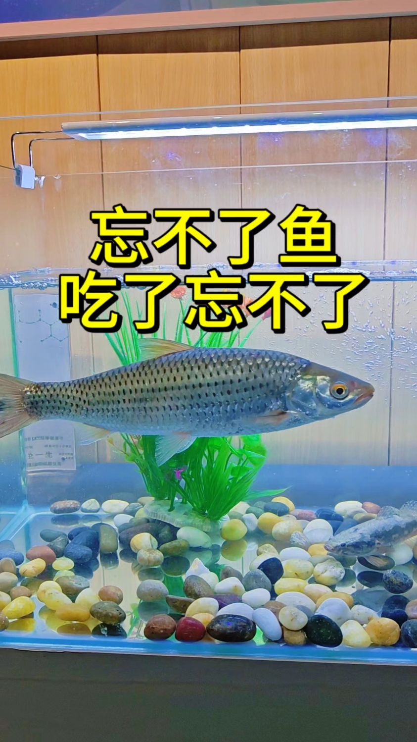 马来西亚国宝“忘不了鱼”！不仅能生吃，而且是“会飞的鱼”