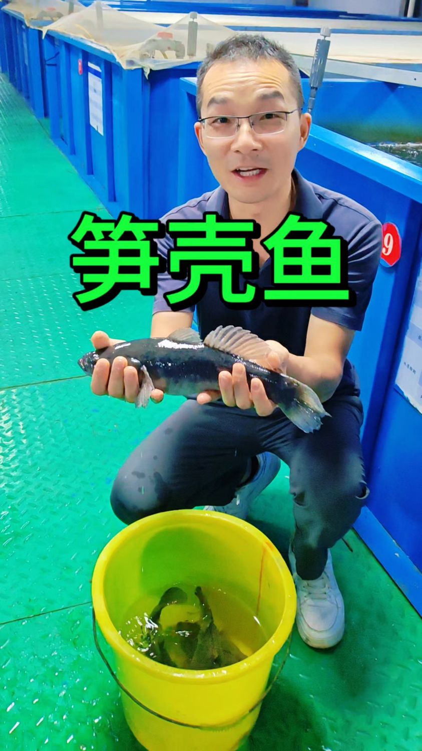 工厂化循环水高密度高位池养殖基地里的笋壳鱼长大了#鱼菜高