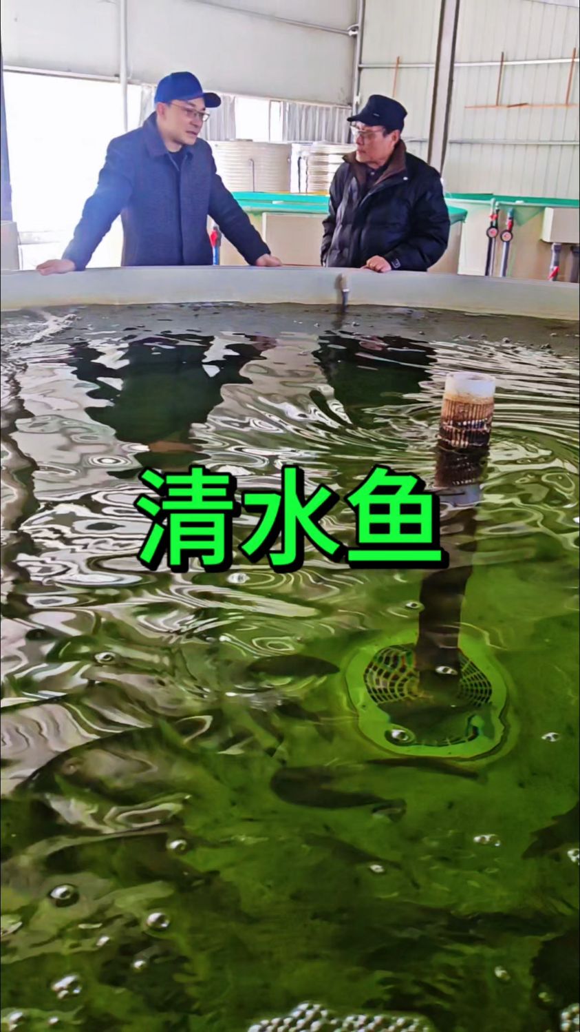 清水鱼吊水鱼养殖#鱼菜高#新农人