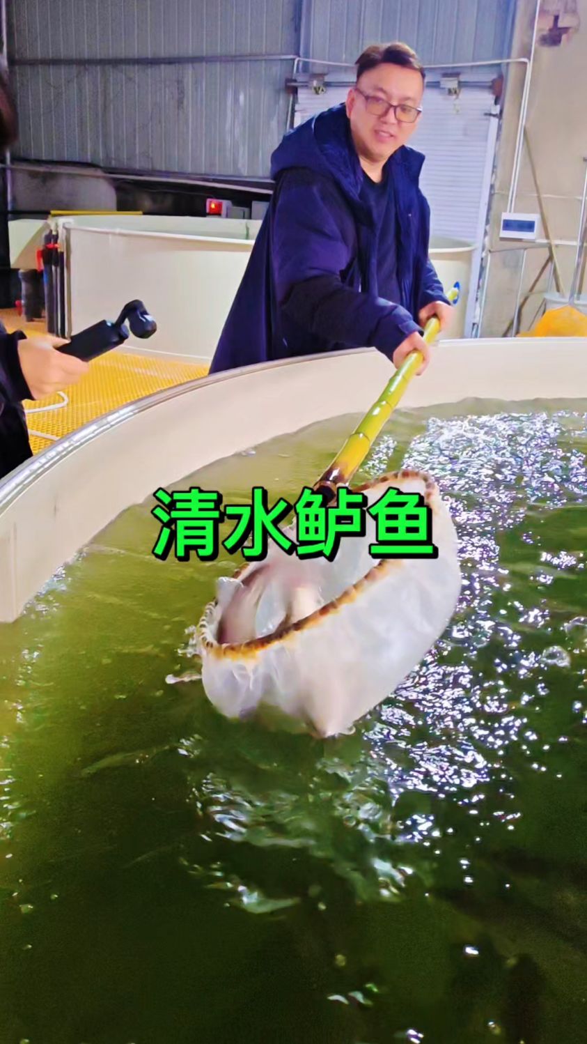 好鱼自带流量~#清水鱼#鱼菜高#高位池养殖#循环水养殖
