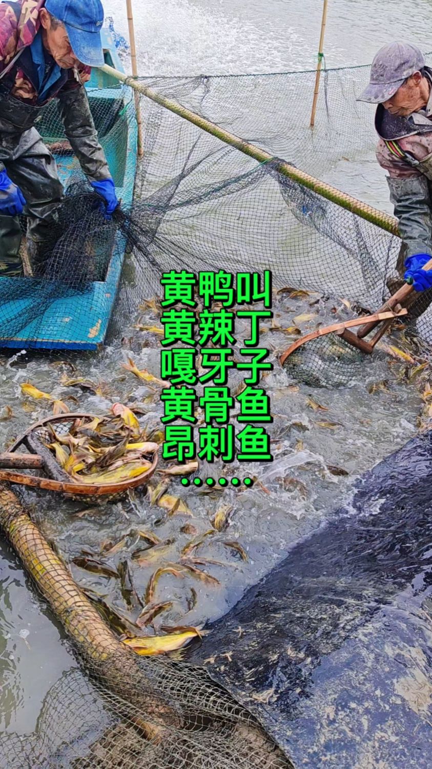 昂刺鱼、黄辣丁、黄鸭叫、嘎牙子、黄骨鱼~你们家乡叫什么?