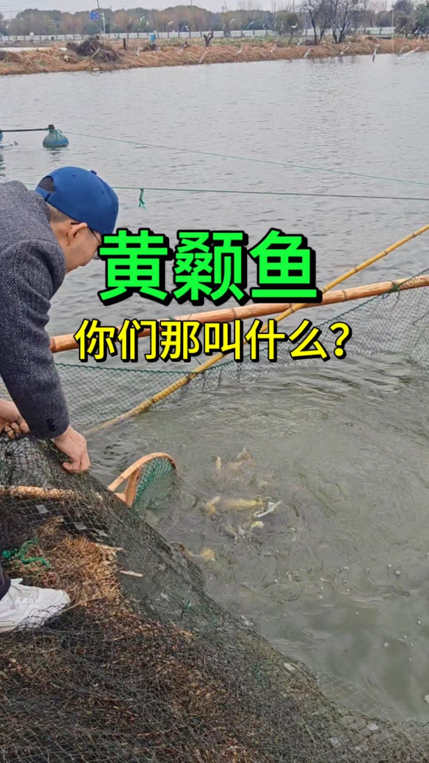 黄颡鱼、昂刺鱼、黄辣丁、黄鸭叫、黄骨鱼、嘎牙子