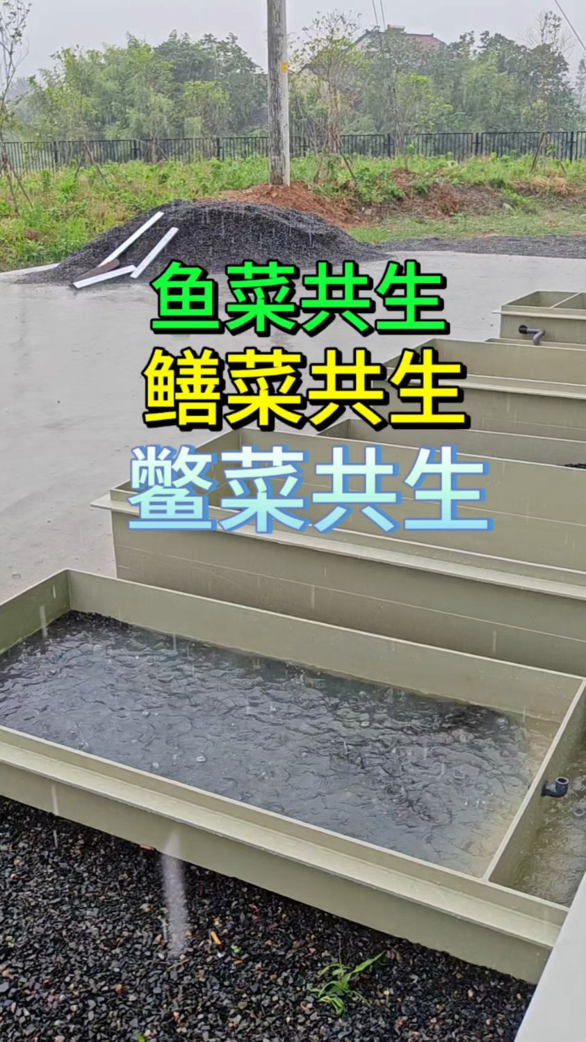 鲈鱼、鳜鱼、黄鳝、甲鱼蔬菜，协同共生种养殖 #鱼菜共生 #鱼菜高