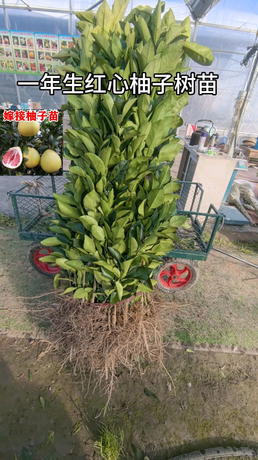 一年生红心柚子树苗,苗子非常漂亮