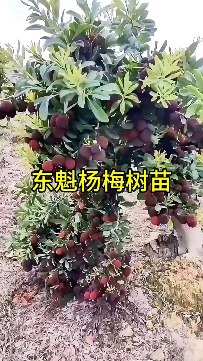 东魁杨梅树苗实拍展示