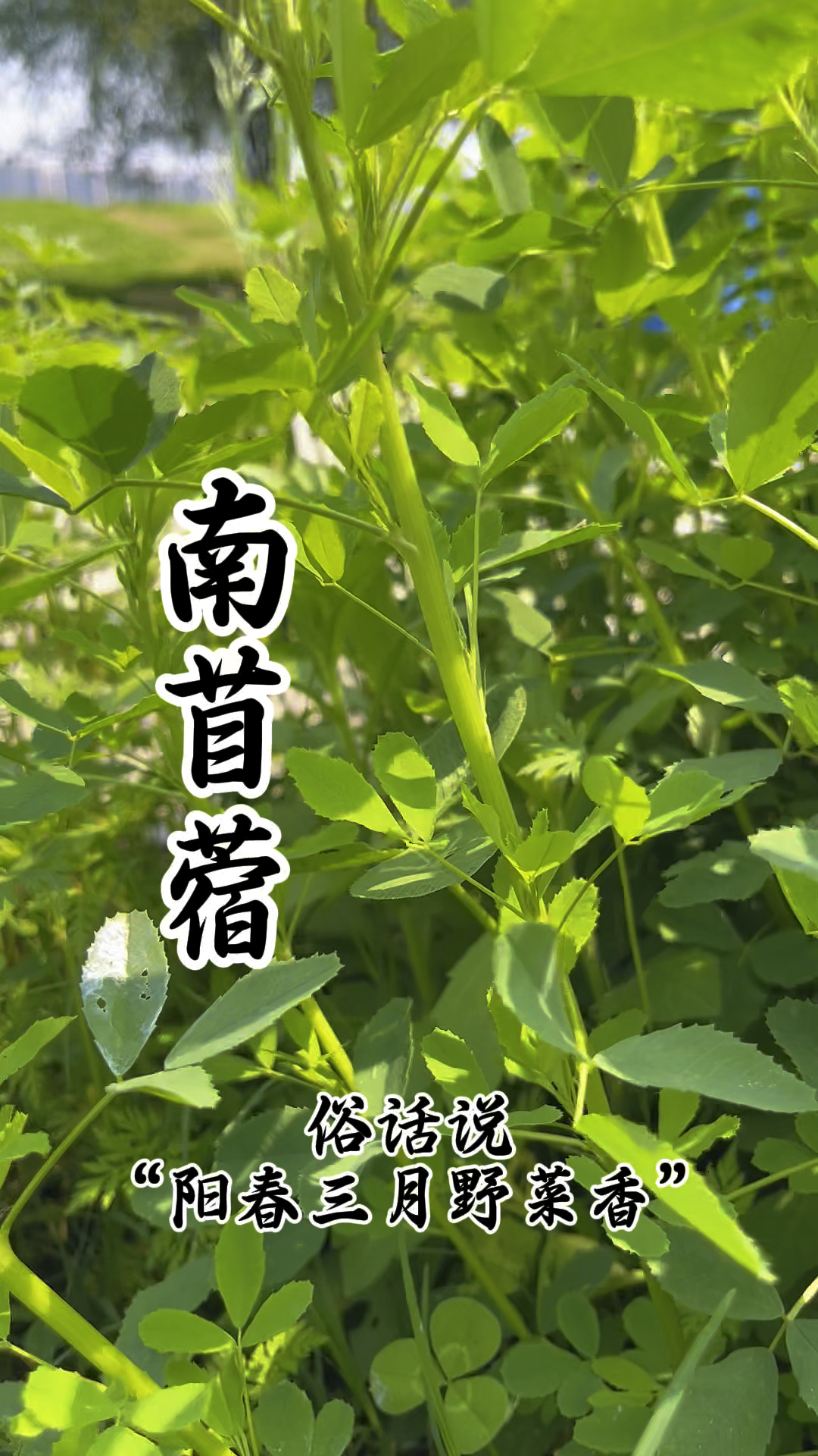 阳春三月野菜香,春天美味的野菜之一,南苜蓿!