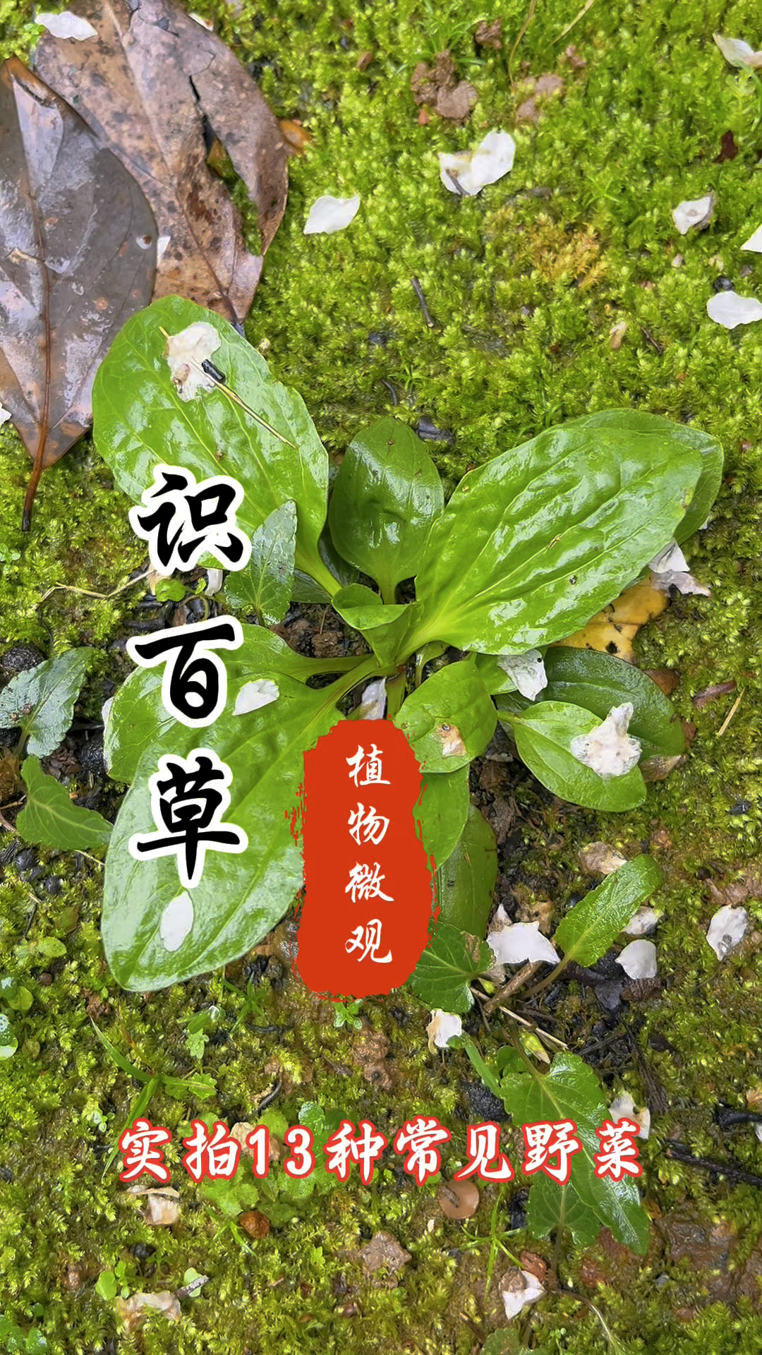 实拍13种常见野菜！
