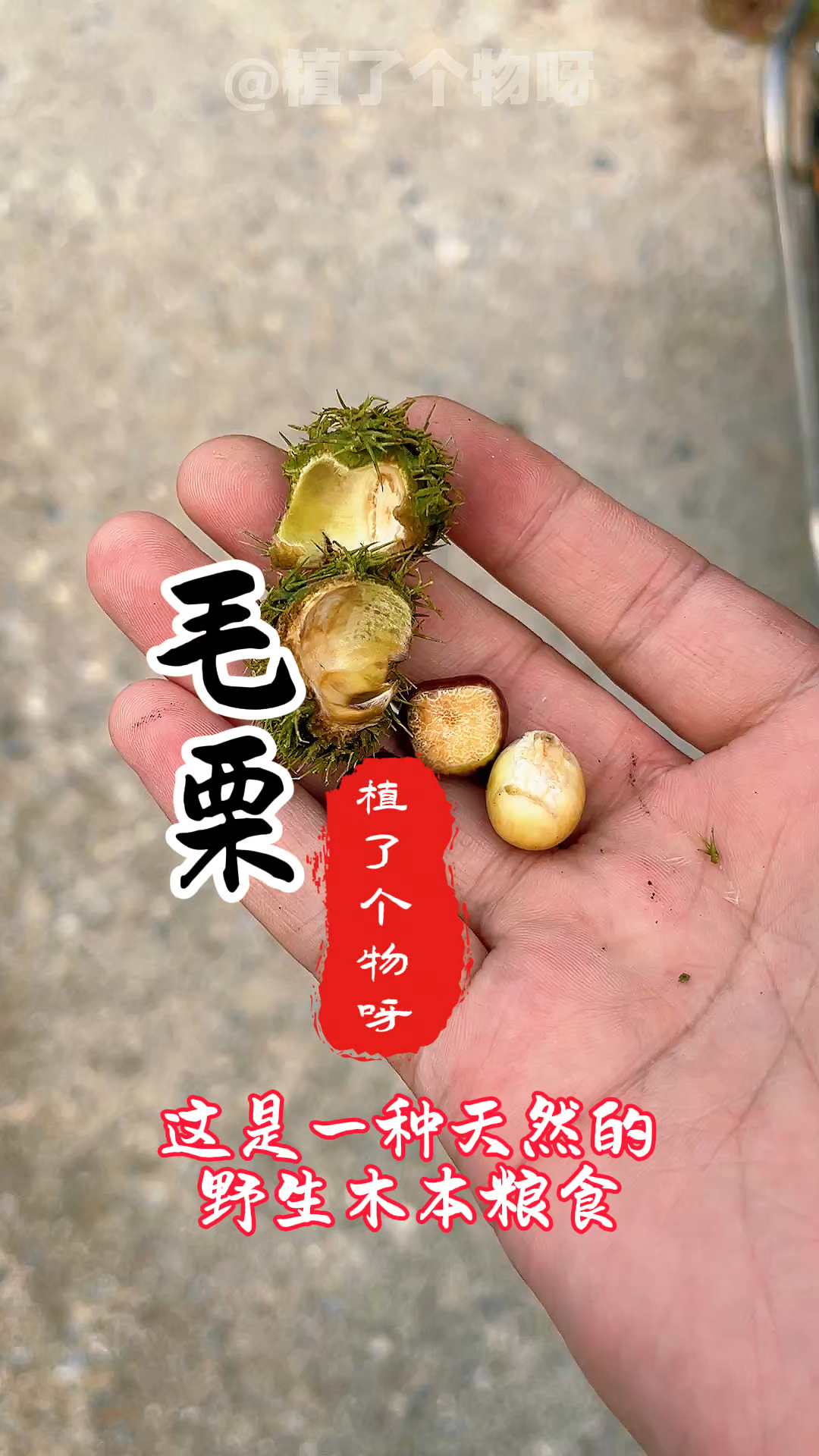 毛栗,又称锥栗,是很多农村八零九零后儿时常吃的一种山野坚果!