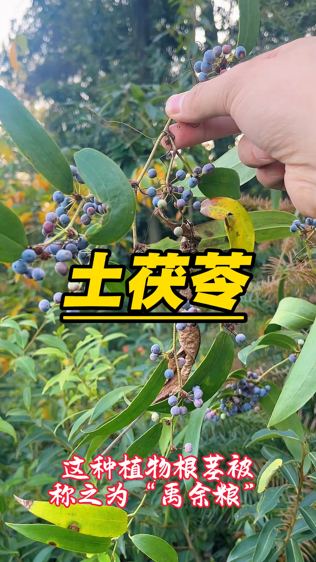 土茯苓，饥荒时期的救命粮，现如今的极品煲汤料！