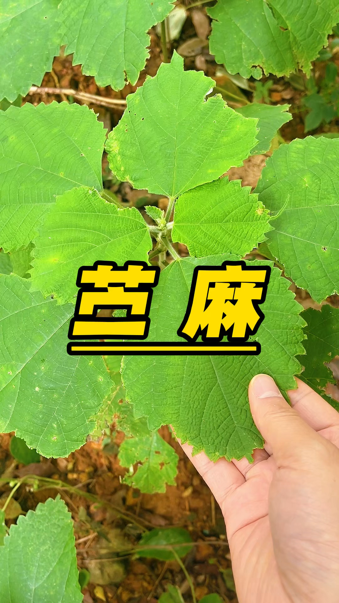 苎麻，茎皮是顶级纺织材料，叶片可以制作青团，吃起来软糯不粘牙