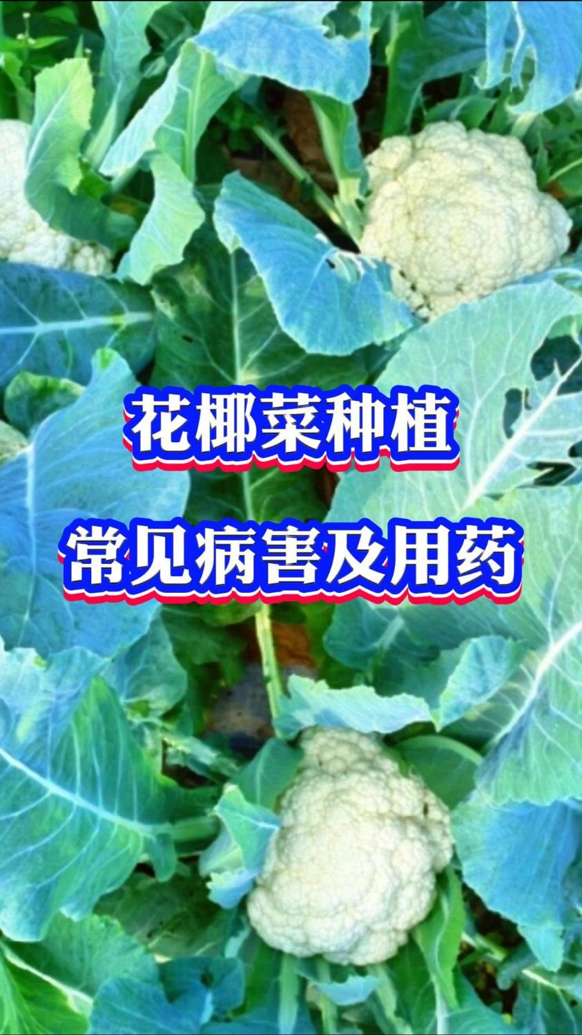 花椰菜种植常见病害
