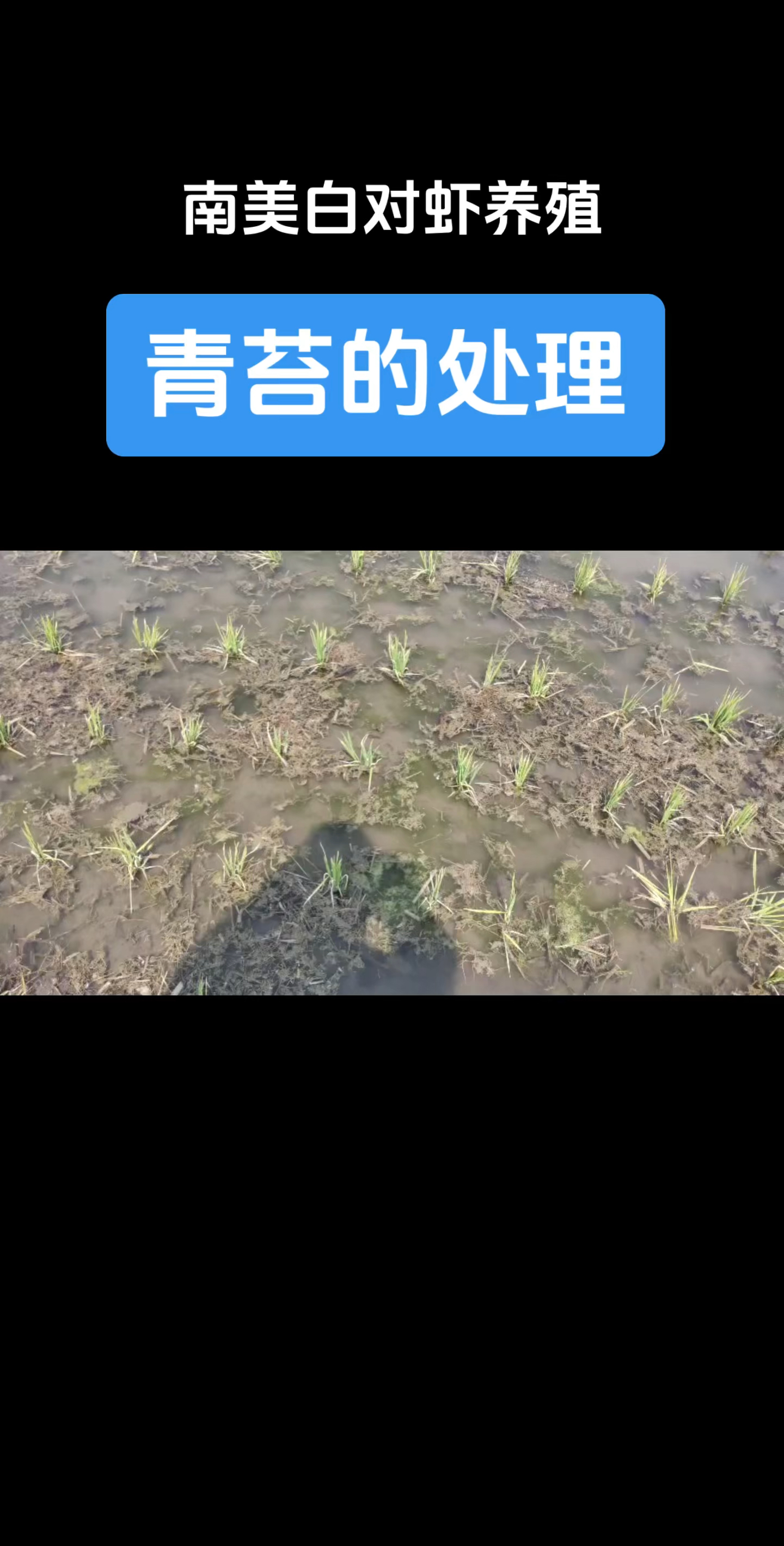 青苔的处理#南美白对虾养殖 #养虾人#土塘养虾#鱼虾蟹养殖