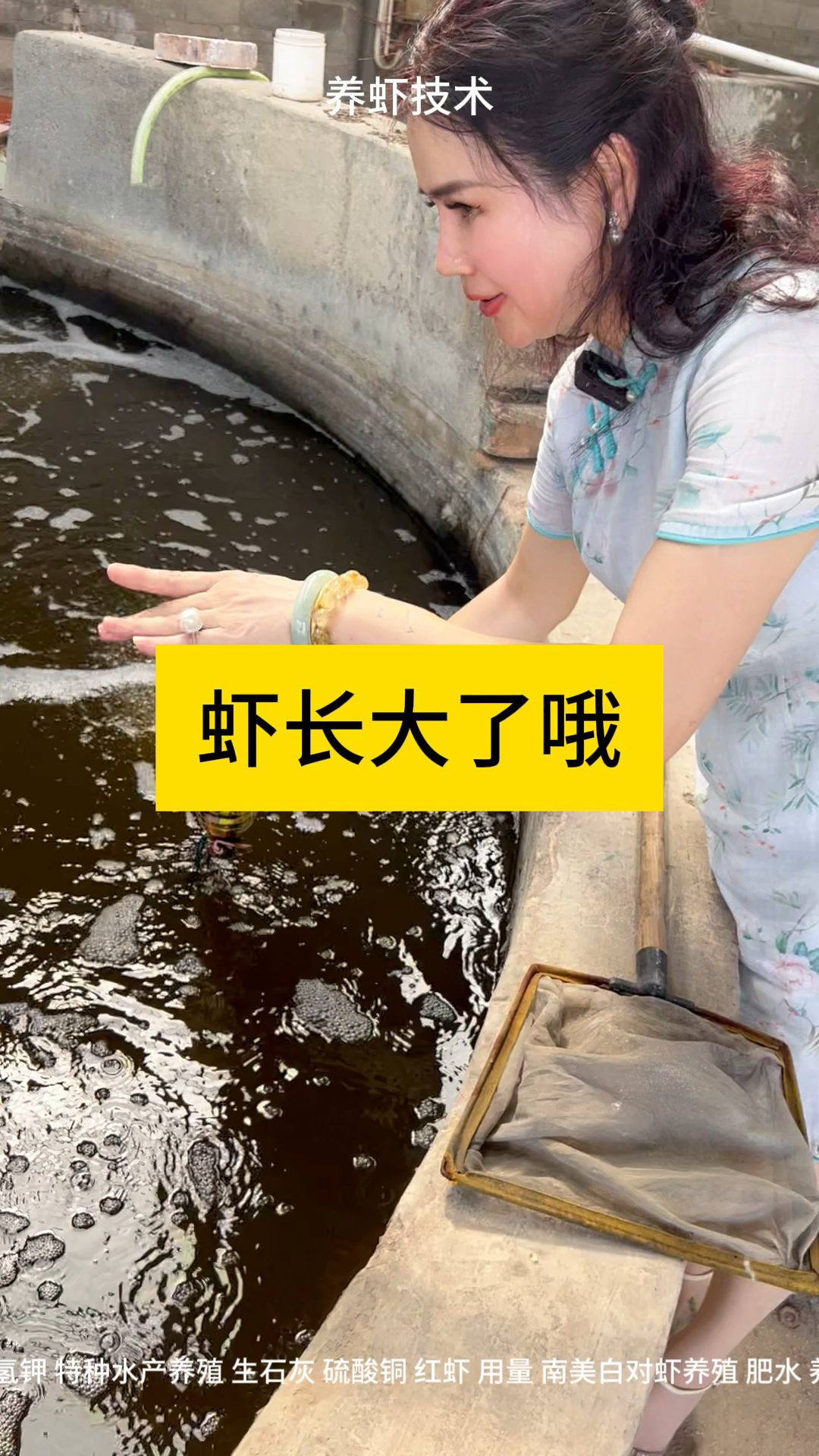 虾长大了哦#南美白对虾养殖 #小棚养虾 #工厂化养虾 #土塘养虾