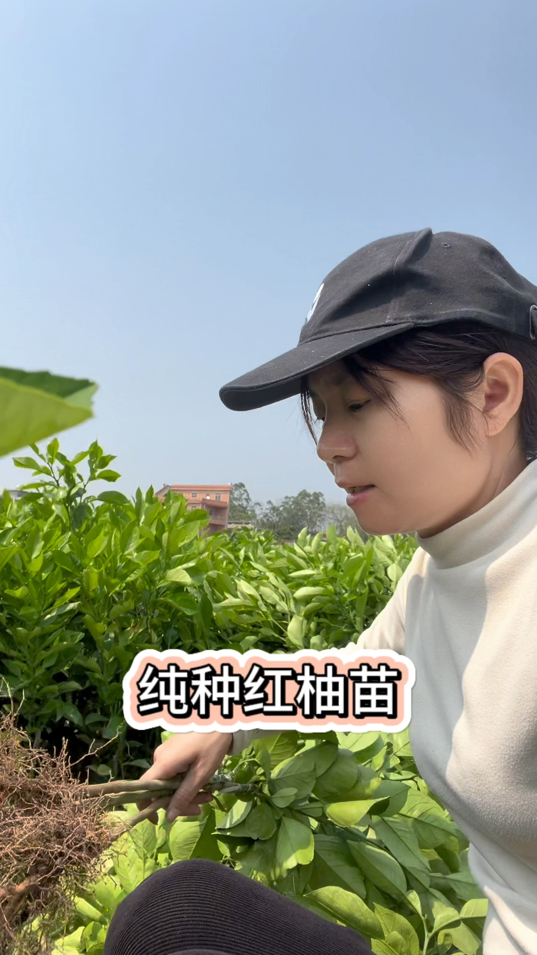 种植暹罗红柚的反馈,60到80元一个果,2025年种植新风口