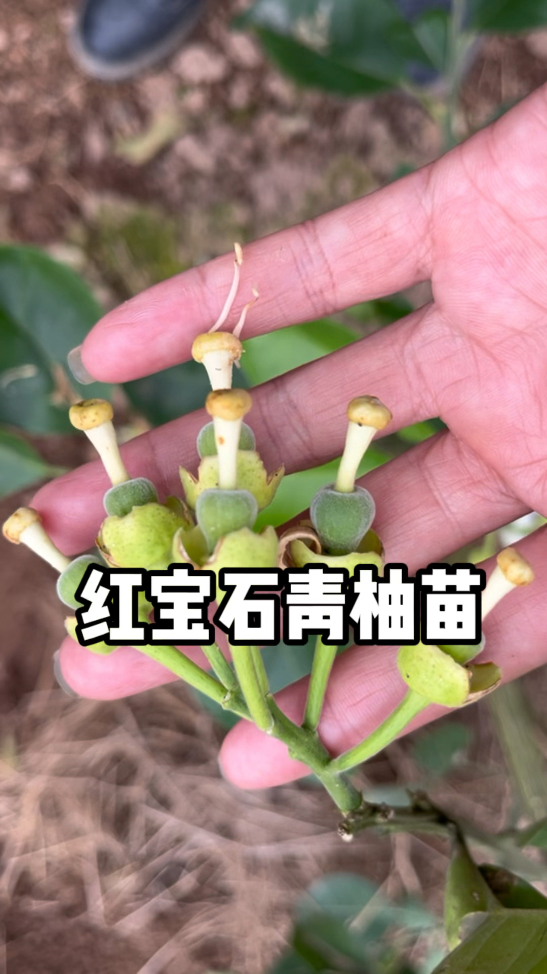 柚子界的红宝石,果价50元/个,红肉爆汁,投资种植好品种