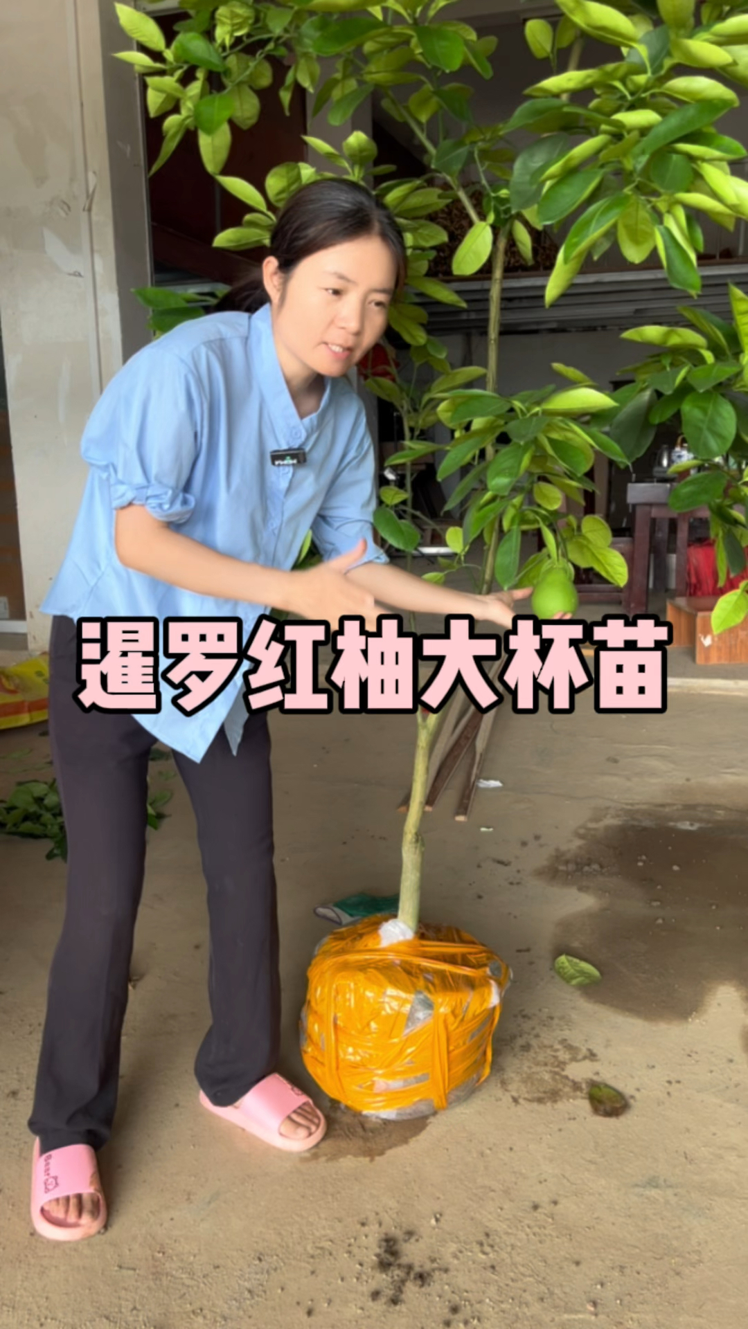 为什么那么多人喜欢泰国暹罗红柚,看看它有什么特点?