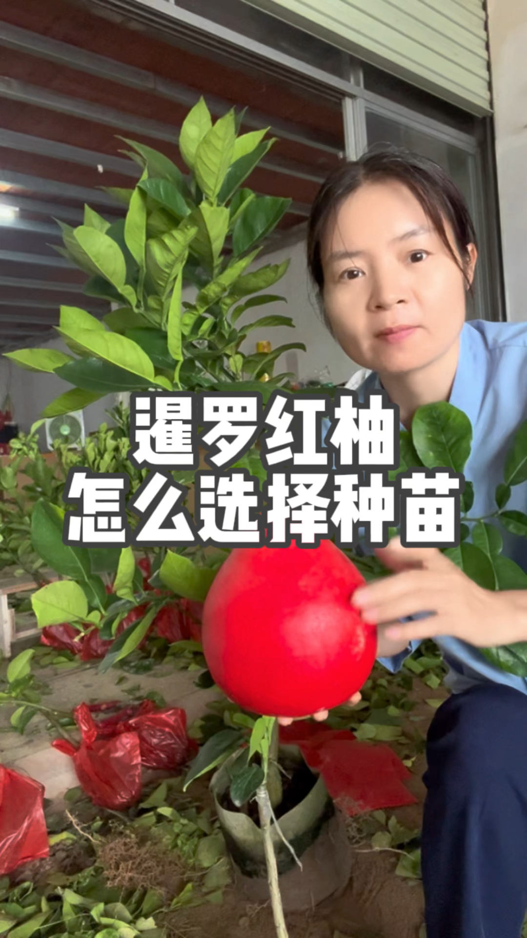 泰国暹罗红柚泥球苗杯苗种植哪一个更好