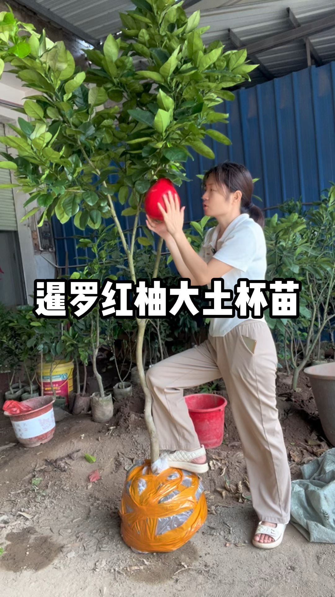 庭院里少不了的果树苗，就是泰国暹罗红柚，果子通红，吉祥如意