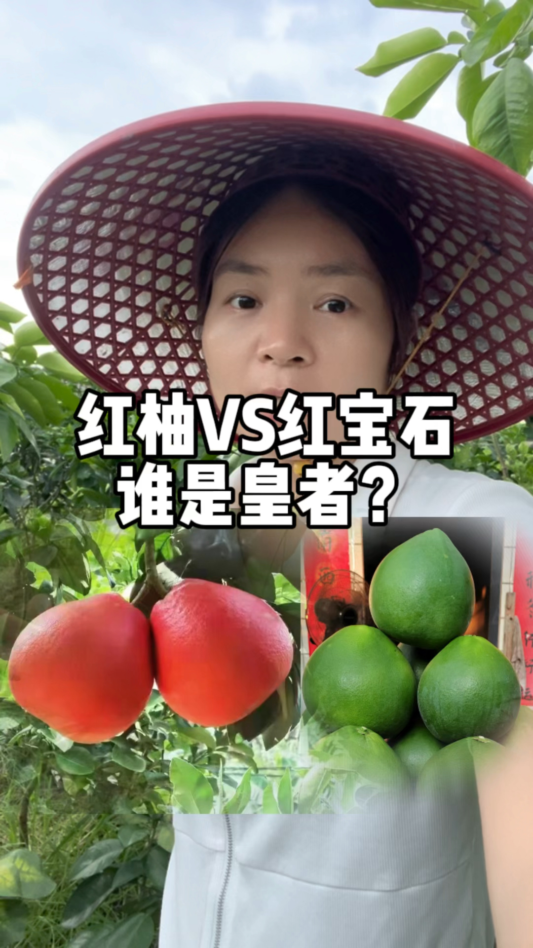 红柚VS红宝石,哪个品种口感更好更值得投资种植