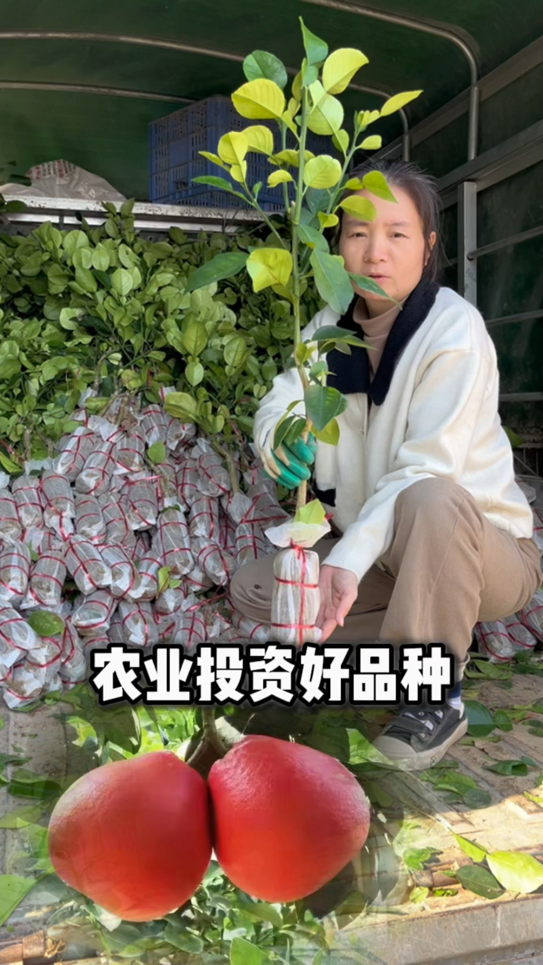 2026年农业投资的好品种,暹罗红柚当仁不让,单果价值上百元