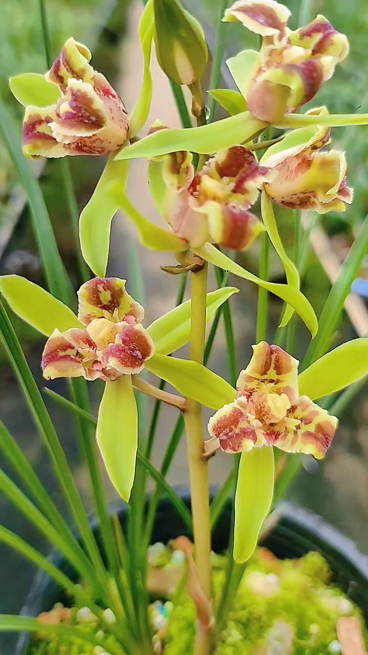 与众不同的鼎红蕊蝶,人家都开过去,你才慢悠悠的开