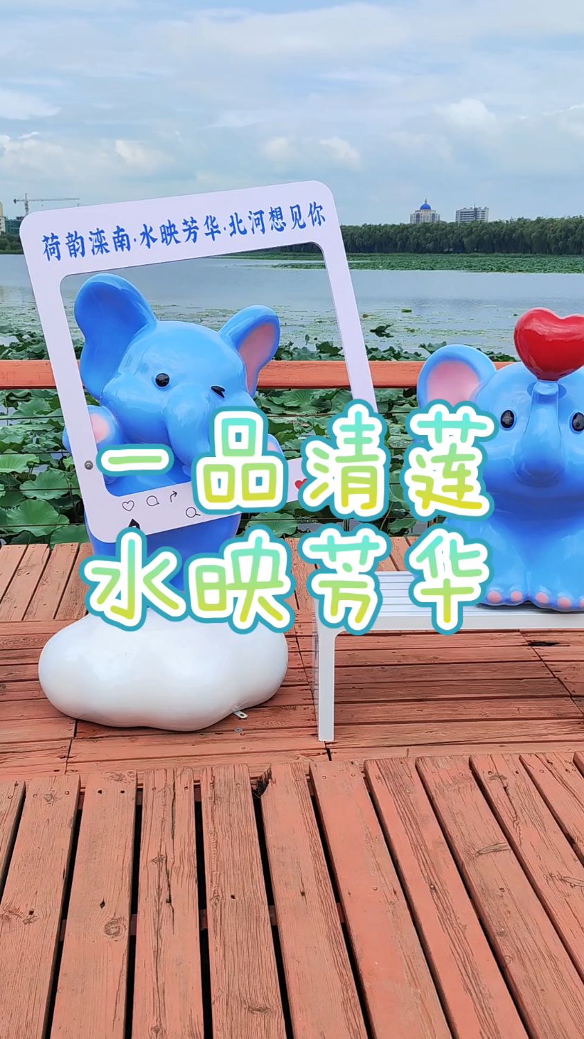 一品清莲,水映芳华!